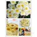 Flos Chrysanthemi dried flower tea and edible flower